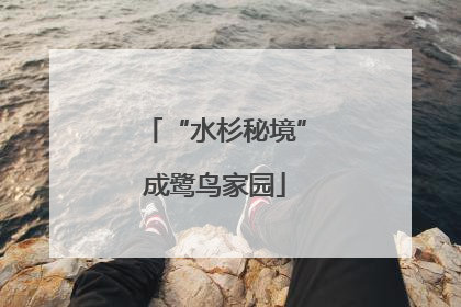 “水杉秘境”成鹭鸟家园