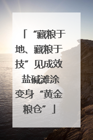 “藏粮于地、藏粮于技”见成效 盐碱滩涂变身“黄金粮仓”