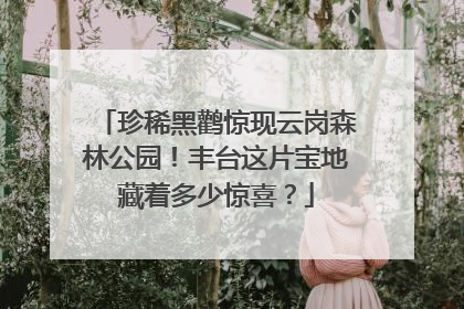 珍稀黑鹳惊现云岗森林公园！丰台这片宝地藏着多少惊喜？