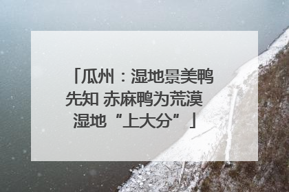瓜州：湿地景美鸭先知 赤麻鸭为荒漠湿地“上大分”
