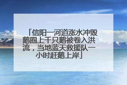 信阳一河道涨水冲毁鹅圈上千只鹅被卷入洪流，当地蓝天救援队一小时赶鹅上岸