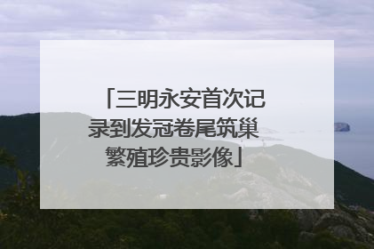 三明永安首次记录到发冠卷尾筑巢繁殖珍贵影像