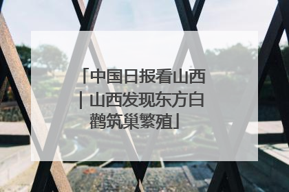 中国日报看山西｜山西发现东方白鹳筑巢繁殖