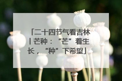二十四节气看吉林丨芒种：“芒”着生长，“种”下希望