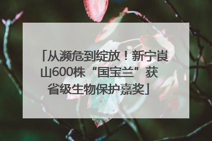 从濒危到绽放！新宁崀山600株“国宝兰”获省级生物保护嘉奖