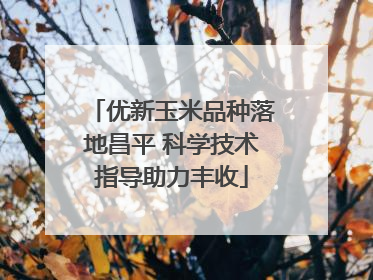 优新玉米品种落地昌平 科学技术指导助力丰收