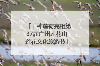 千种莲荷亮相第37届广州莲花山莲花文化旅游节