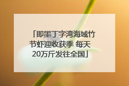 即墨丁字湾海域竹节虾迎收获季 每天20万斤发往全国