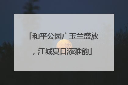 和平公园广玉兰盛放，江城夏日添雅韵