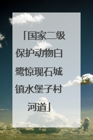 国家二级保护动物白鹭惊现石城镇水堡子村河道