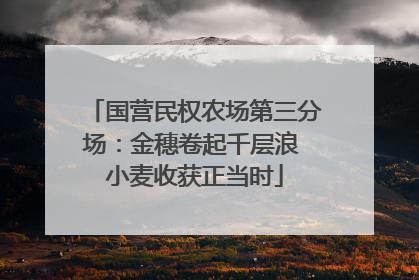 国营民权农场第三分场：金穗卷起千层浪 小麦收获正当时