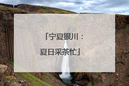 宁夏银川：夏日采茶忙