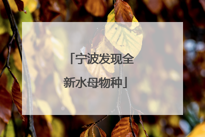 宁波发现全新水母物种