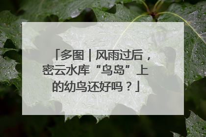 多图｜风雨过后，密云水库“鸟岛”上的幼鸟还好吗？
