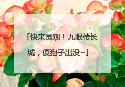 快来围观！九眼楼长城，傻狍子出没~