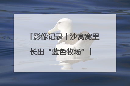 影像记录丨沙窝窝里长出“蓝色牧场”