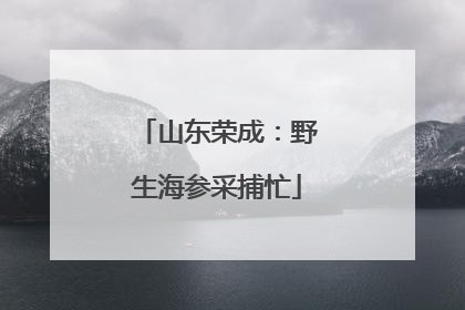山东荣成：野生海参采捕忙