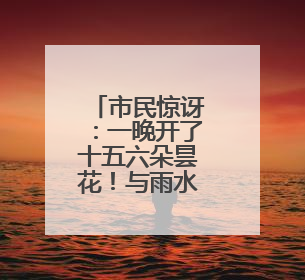 市民惊讶：一晚开了十五六朵昙花！与雨水均衡有关