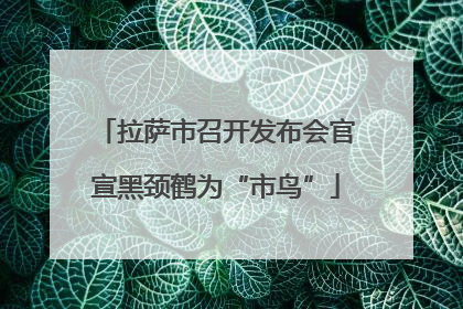 拉萨市召开发布会官宣黑颈鹤为“市鸟”