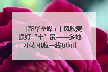 新华全媒+｜风吹麦浪好“丰”景——多地小麦机收一线见闻