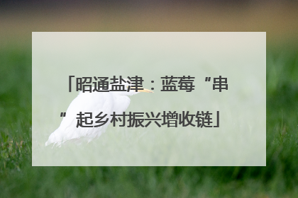 昭通盐津：蓝莓“串”起乡村振兴增收链