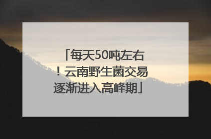每天50吨左右！云南野生菌交易逐渐进入高峰期