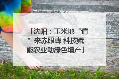 沈阳：玉米地“请”来赤眼蜂 科技赋能农业助绿色增产