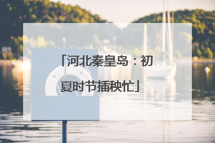 河北秦皇岛：初夏时节插秧忙