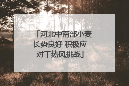 河北中南部小麦长势良好 积极应对干热风挑战