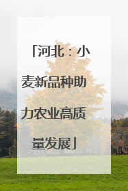 河北：小麦新品种助力农业高质量发展