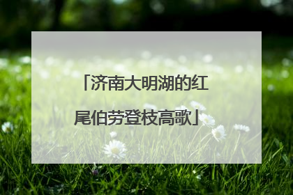 济南大明湖的红尾伯劳登枝高歌