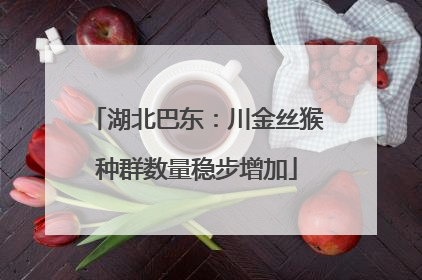 湖北巴东：川金丝猴种群数量稳步增加