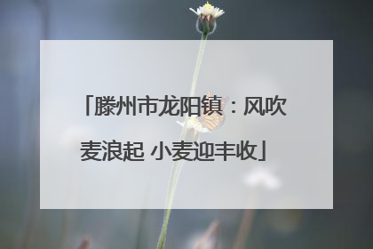 滕州市龙阳镇：风吹麦浪起 小麦迎丰收
