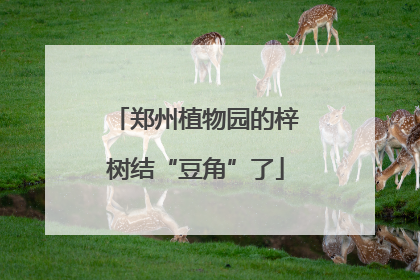 郑州植物园的梓树结“豆角”了
