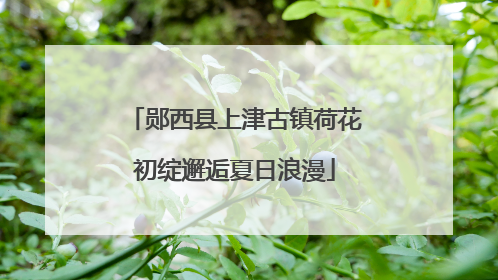 郧西县上津古镇荷花初绽邂逅夏日浪漫