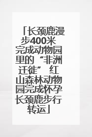 长颈鹿漫步400米完成动物园里的“非洲迁徙” 红山森林动物园完成怀孕长颈鹿步行转运