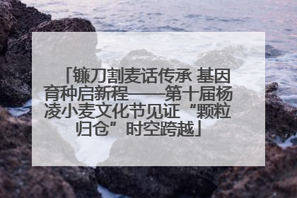 镰刀割麦话传承 基因育种启新程——第十届杨凌小麦文化节见证“颗粒归仓”时空跨越