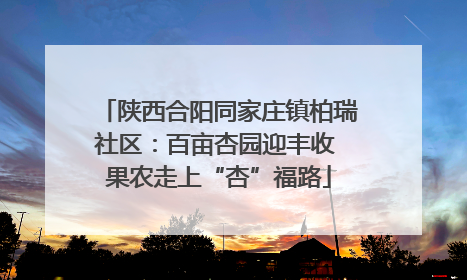 陕西合阳同家庄镇柏瑞社区：百亩杏园迎丰收 果农走上“杏”福路
