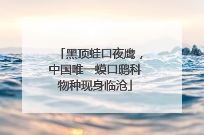 黑顶蛙口夜鹰，中国唯一蟆口鸱科物种现身临沧