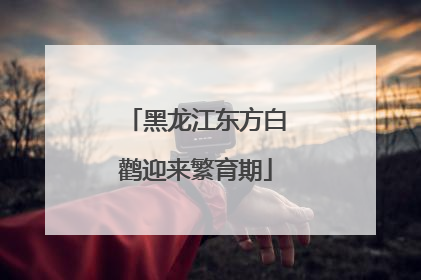 黑龙江东方白鹳迎来繁育期