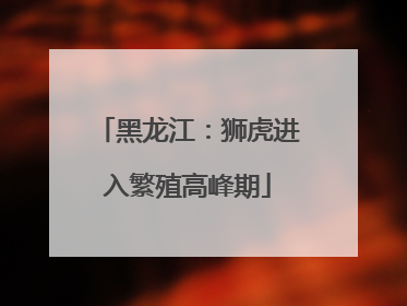 黑龙江：狮虎进入繁殖高峰期