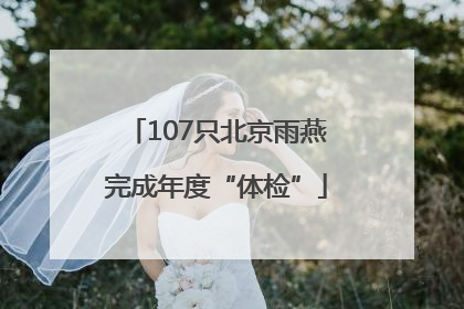 107只北京雨燕完成年度“体检”