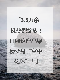 3.5万余株热烈绽放！日照这座高架桥变身“空中花廊”！